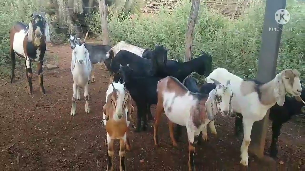 como iniciar uma cria&ccedil;&atilde;o de caprinos com baixo custo