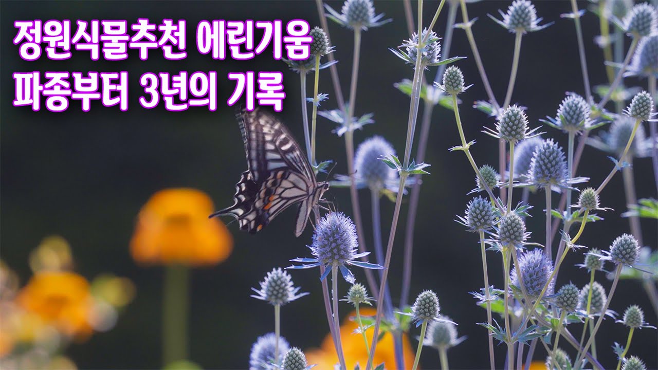 정원식물추천 추위도 더위도 강한 신비로운 꽃 에린기움 파종부터 3년간의 영상기록 가드닝 4K video