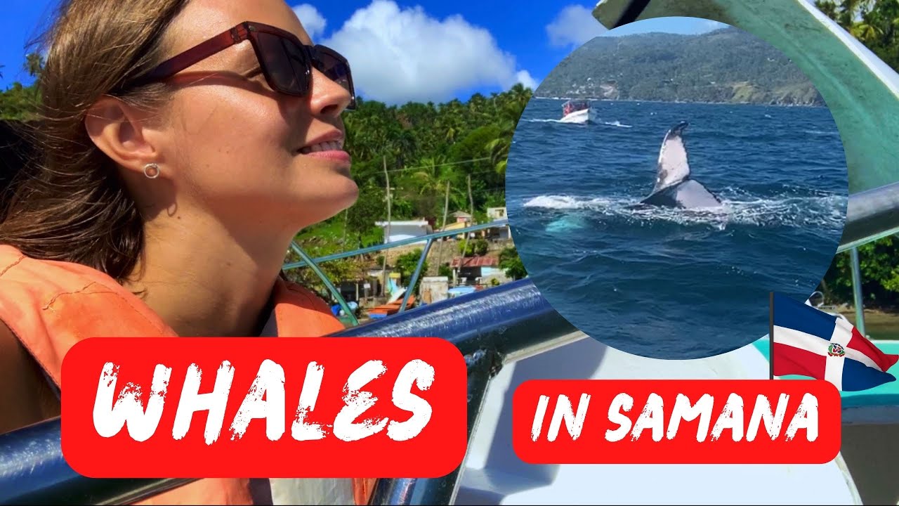 🐋WHALE WATCHING in Samana - my experience 🤯 | Travel to Dominican Republic 2023
