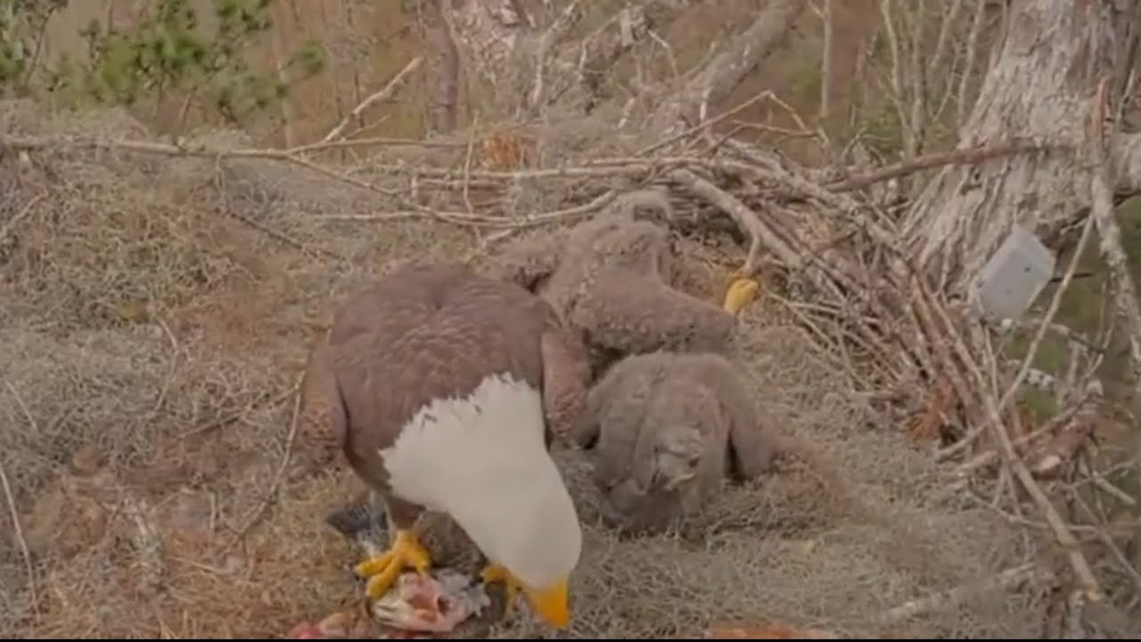 Small eaglet gets private feeding from Alex II | Kisatchie National Forest E-3 | Feb 24, 26