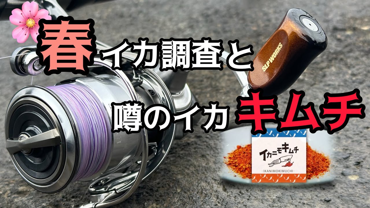 【エギング】春イカ調査&噂のイカキムチ