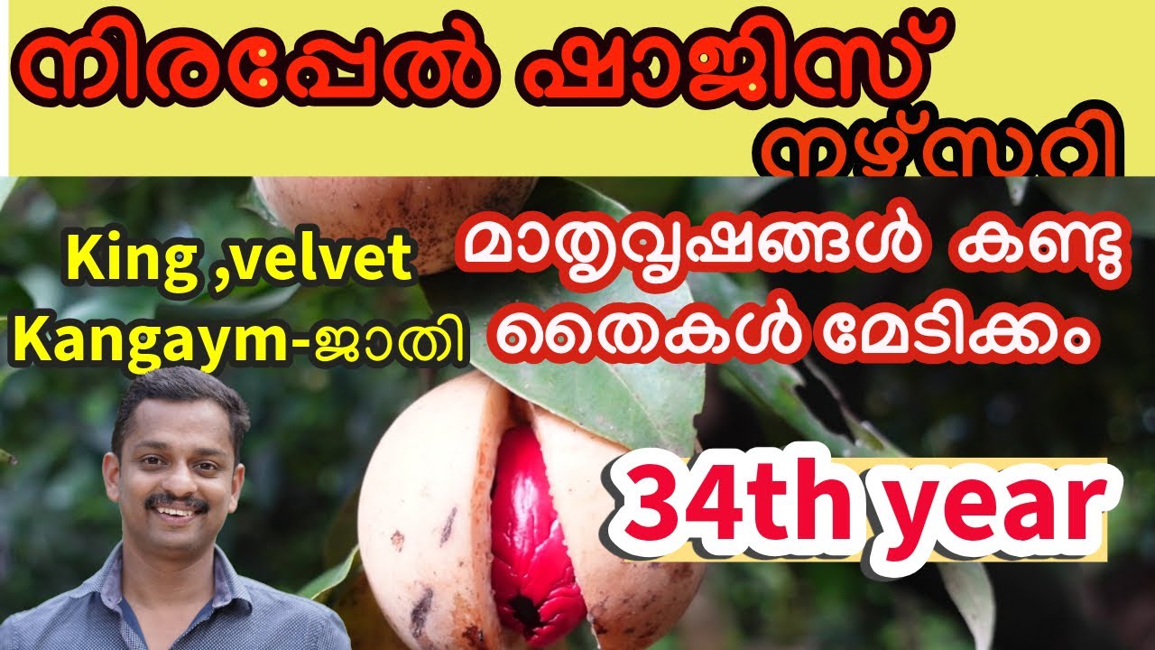 shajis nirappel nursery #best nursery in kerala #nutmeg nursery #pulasan fruit nursery #kl06farm