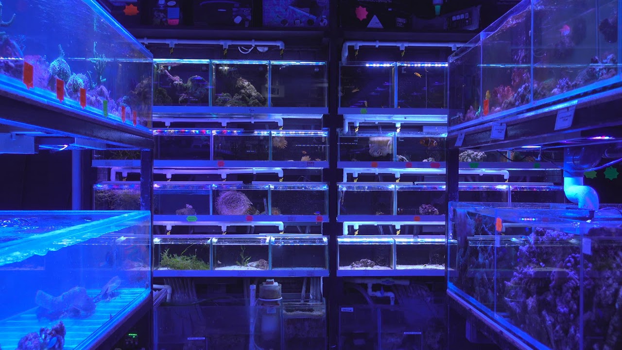 The Aquatic Design Centre Shop Tour - Balham, London, UK