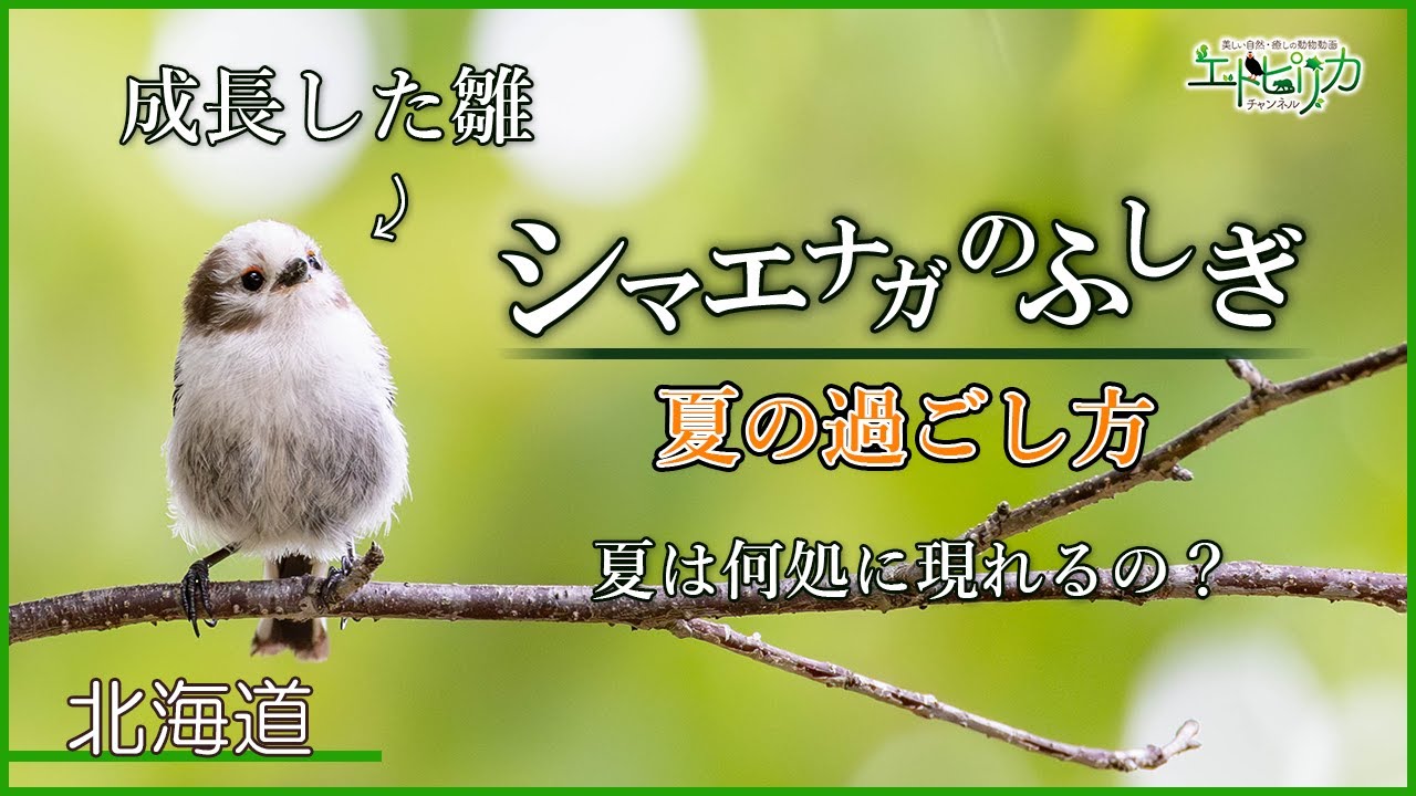 【シマエナガのふしぎ(夏)】成長した雛の姿！可愛いシマエナガ！夏は何処に現れるの？