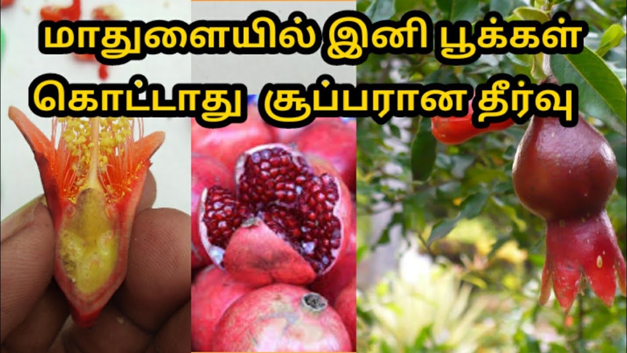 மாதுளையில் இனி பூக்கள் கொட்டாது