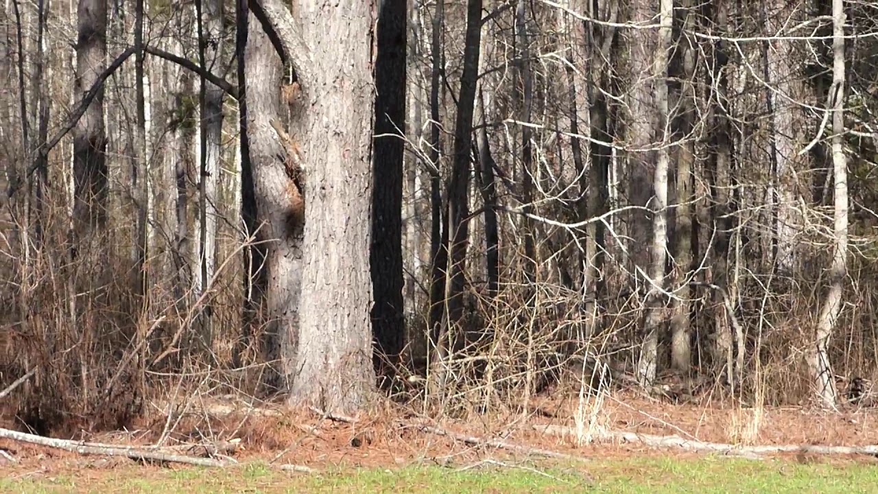Alabama Bigfoot Dangers in the woods and a green field sighting