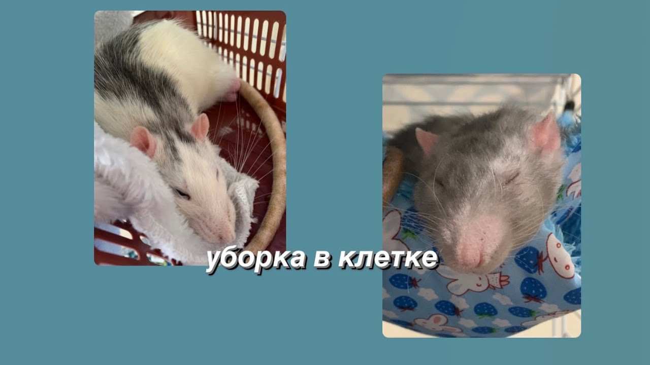 уборка в клетке у крысок 💗