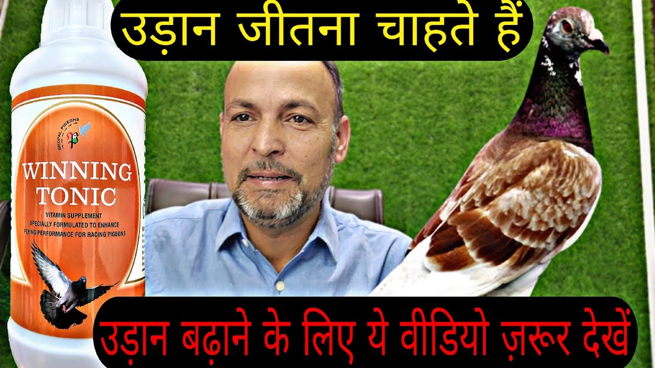 बाज़ीयाँ जीतना चाहते हैं । Winning Tonic To Win Pigeon Tournaments