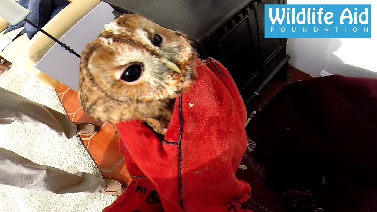 GoPro Wildlife Rescue - Tawny Owl trapped in a conservatory