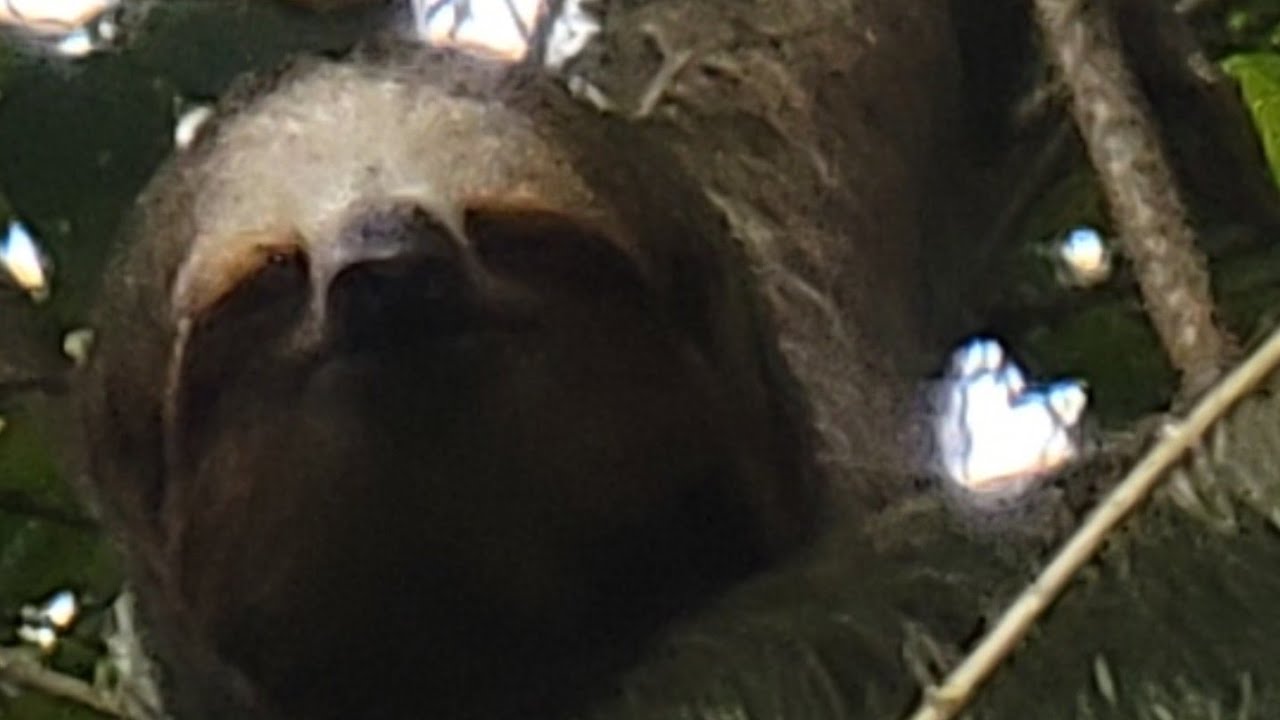 Mama sloth and baby near La Fortuna