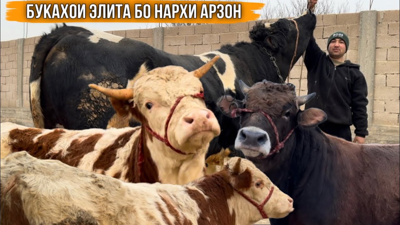 БУКАХОИ ЭЛИТА БО НАРХИ АРЗОН 22 января 2026 г.