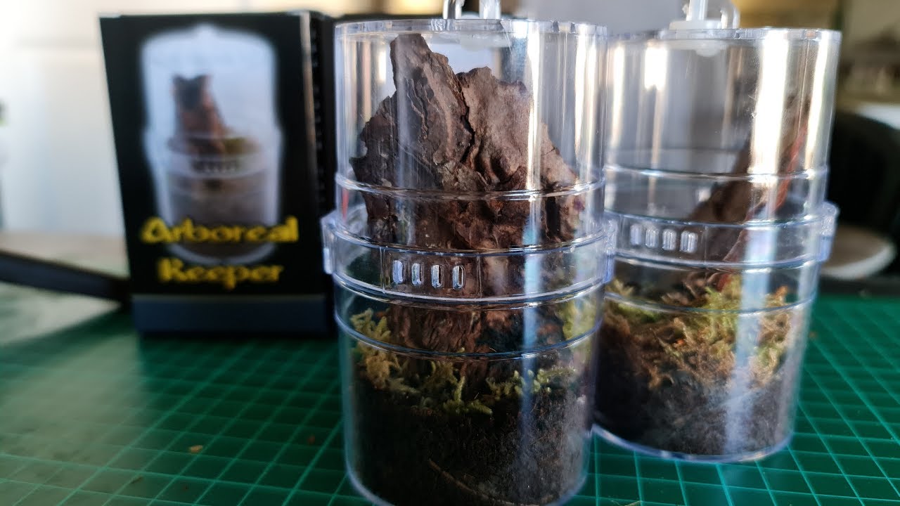 НОВЫЙ Arboreal Keeper — настройка и обзор