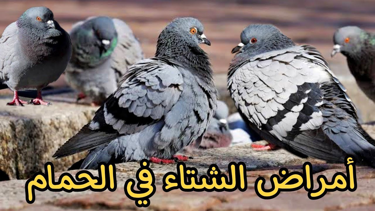 امراض الحمام في الشتاء | اسبابها وعلاجها والوقايه منها