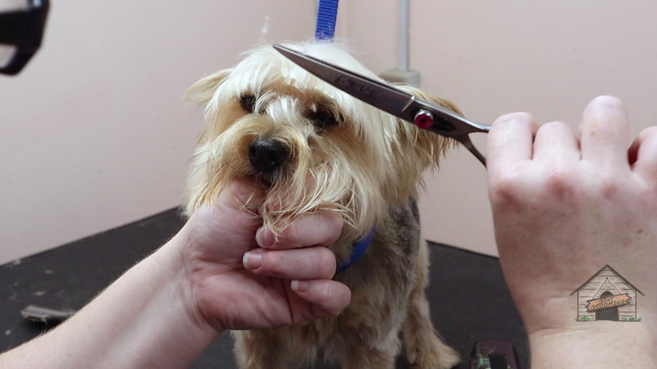 Grooming a Yorkipoo