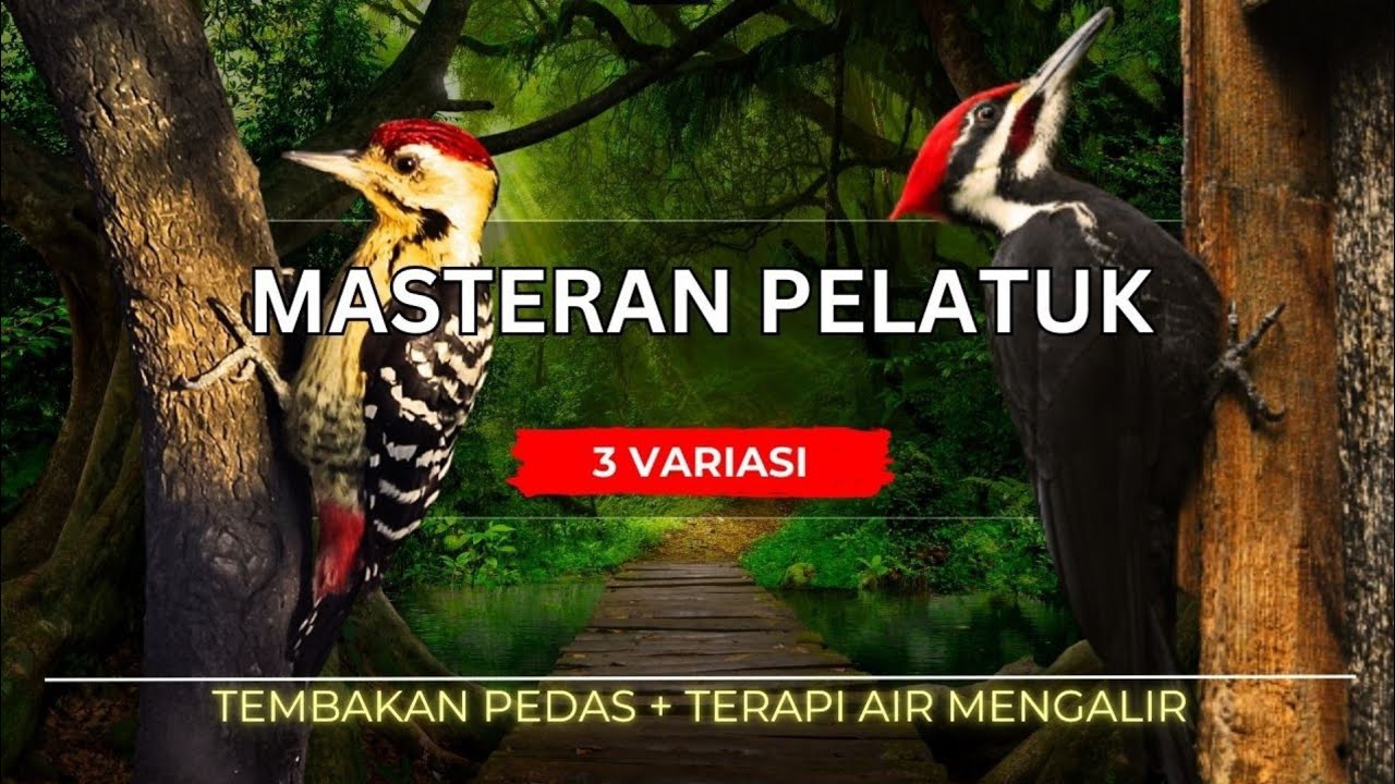 MASTERAN BURUNG PELATUK NEMBAK PANJANG | PELATUK BAWANG | PELATUK SAMPIT | PELATUK BERAS