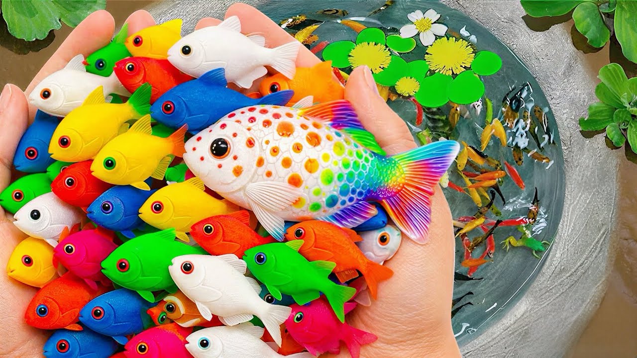 Catching colorful ornamental fish, baby turtles, ranchu,lionhead goldfish,koi and more in the garden