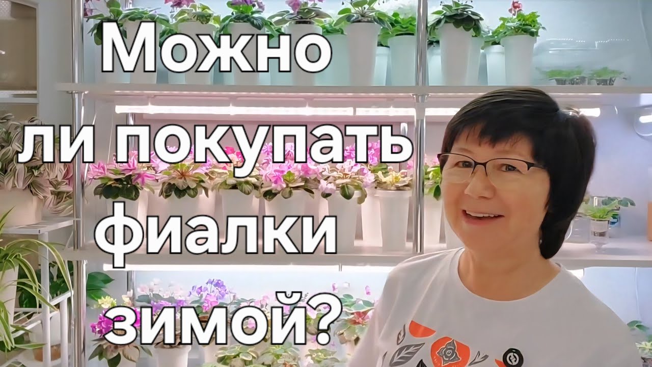 Можно ли покупать зимой фиалки?