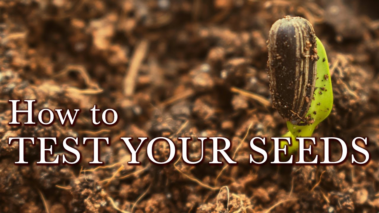 How to Test Your Seeds - A Guide to Germination Testing for the Home Gardening