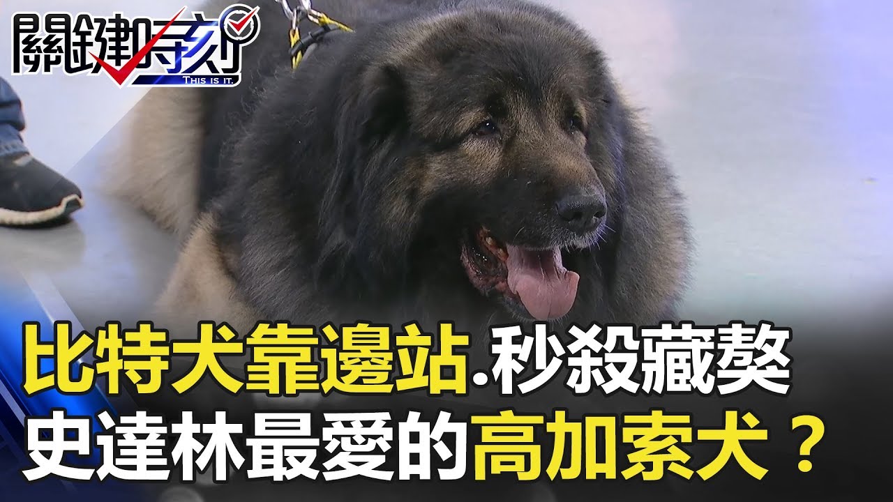 比特犬都要靠邊站… 秒殺藏獒！史達林最愛的巨獸「高加索犬」！？ 關鍵時刻 20180404-2 馬西屏 陳建宏