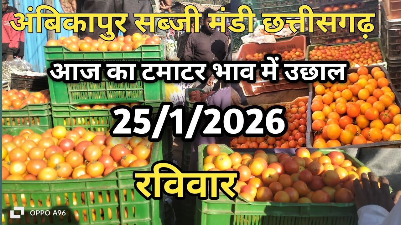 अंबिकापुर सब्जी मंडी || आज का टमाटर भाव || 25/1/2026 || Ambikapur sabji mandi #ambikapur #surajpur