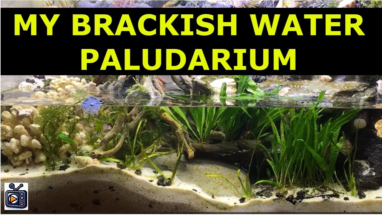 My Brackish Water Paludarium with Mudskippers, Waterfall, and Tides
