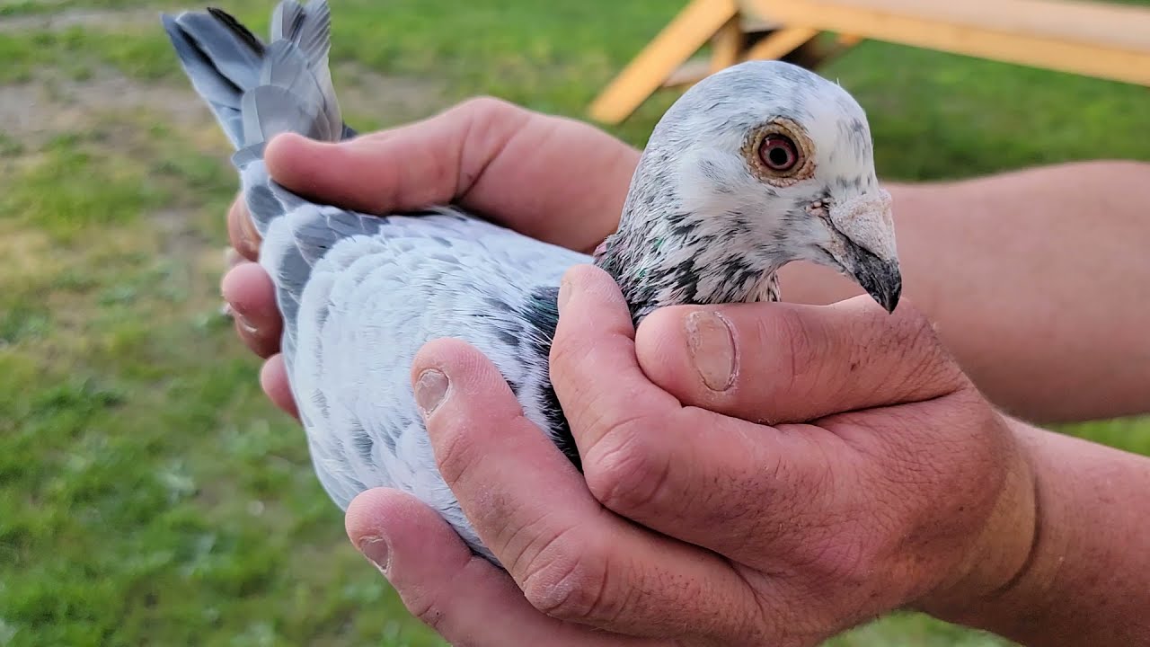 Grizzle of George -WWRPC | Racing homer Pigeon