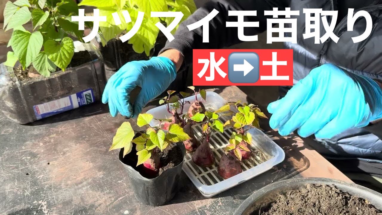 田舎暮らしの日常　￼サツマイモの苗取り、水耕栽培したものをポット栽培に移し替えます　飛騨の山奥での生活