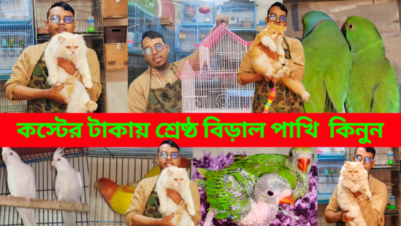 টিয়া পাখির বাচ্চার দাম ২০২৬ | মাত্র ১০০০ টাকায় বিড়াল 💥 | Persian Cat price in Bangladesh |Cat price