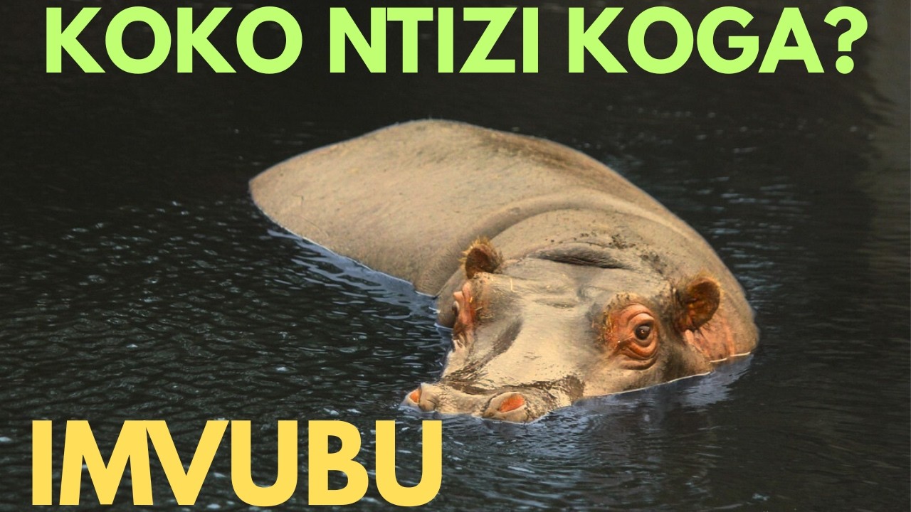 IMVUBU ntizi koga. Igisubizo kubibazaga niba koko itazi koga