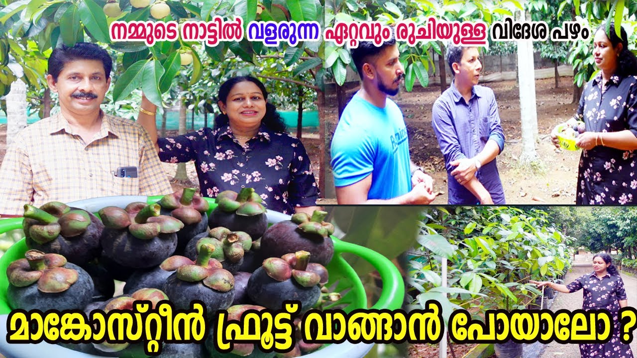 മാങ്കോസ്റ്റീൻ ഫ്രൂട്ട് വാങ്ങാൻ പോയാലോ വീട്ടിൽ നട്ടു വളർത്തേണ്ട ഏറ്റവും നല്ല പഴം Mangosteen Fruit