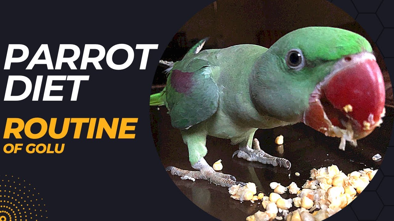 Parrot Diet Routine || 3 month parrot food  #parrotfood #parrotdiet #alexanderparrot