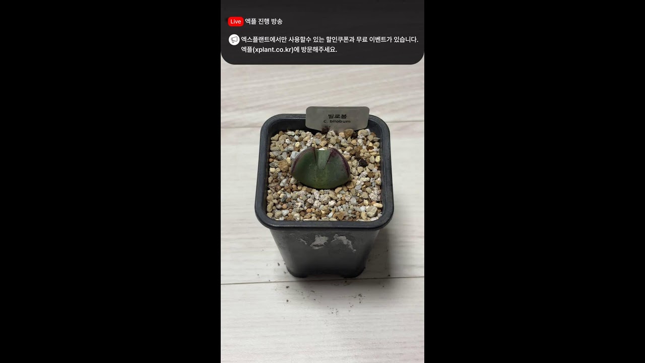 또모함코노피튬 라이브 - #다육판매영상 #다육판매방 #다육판매하는곳 #다육이 #다육이를부탁해 #다육이판매영상 #다육이라이브 #다육이화분 #선인장 #코덱스 #코노피튬