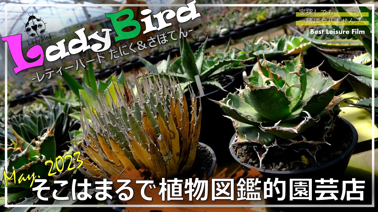 【グラキリス・アガベ】まるで珍奇植物図鑑店舗「LadyBird」 ｜エケベリア｜ユーフォルビア｜ピグマエア｜レディーバード