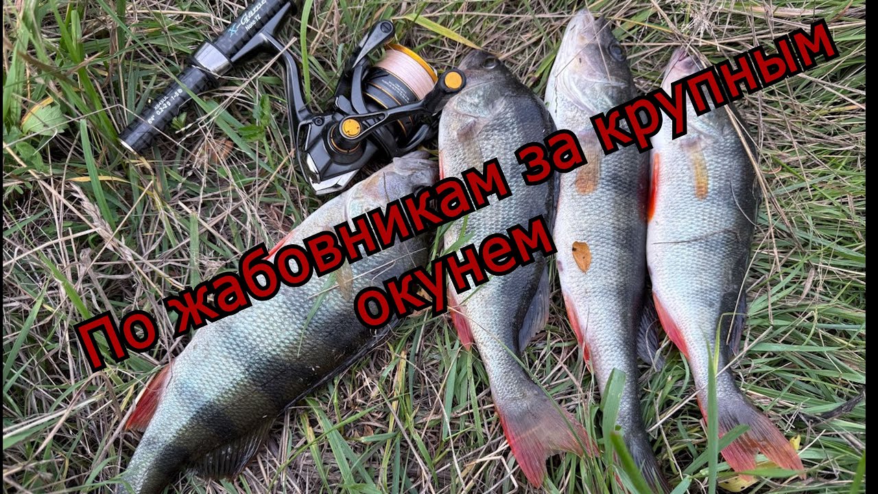 Оторвался по крупному окуню