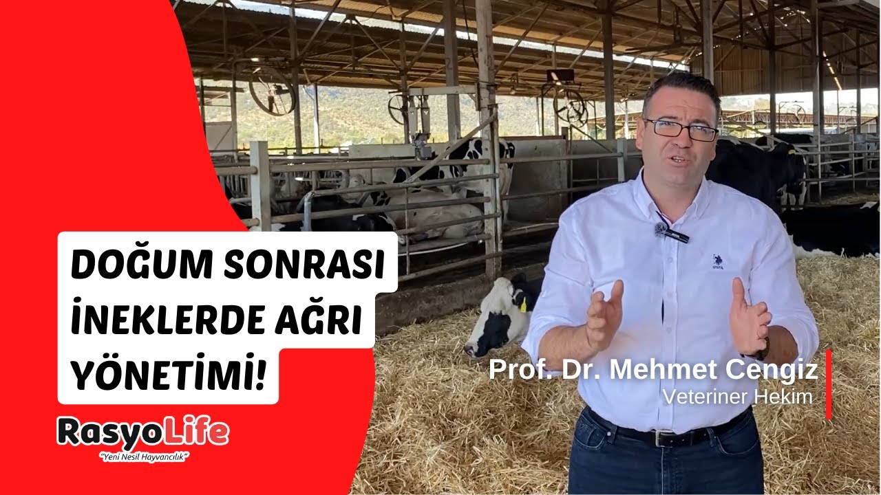Doğum Sonrası İneklerde Ağrı Yönetimi! (Prof. Dr. Mehmet Cengiz)