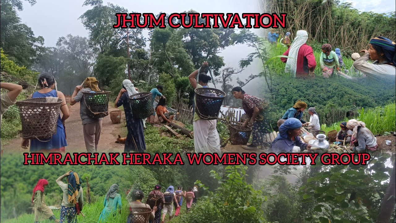 Jhum cultivation with Himraichak Heraka Women's Society Group #jhumcultivation #zemenaga #zeme