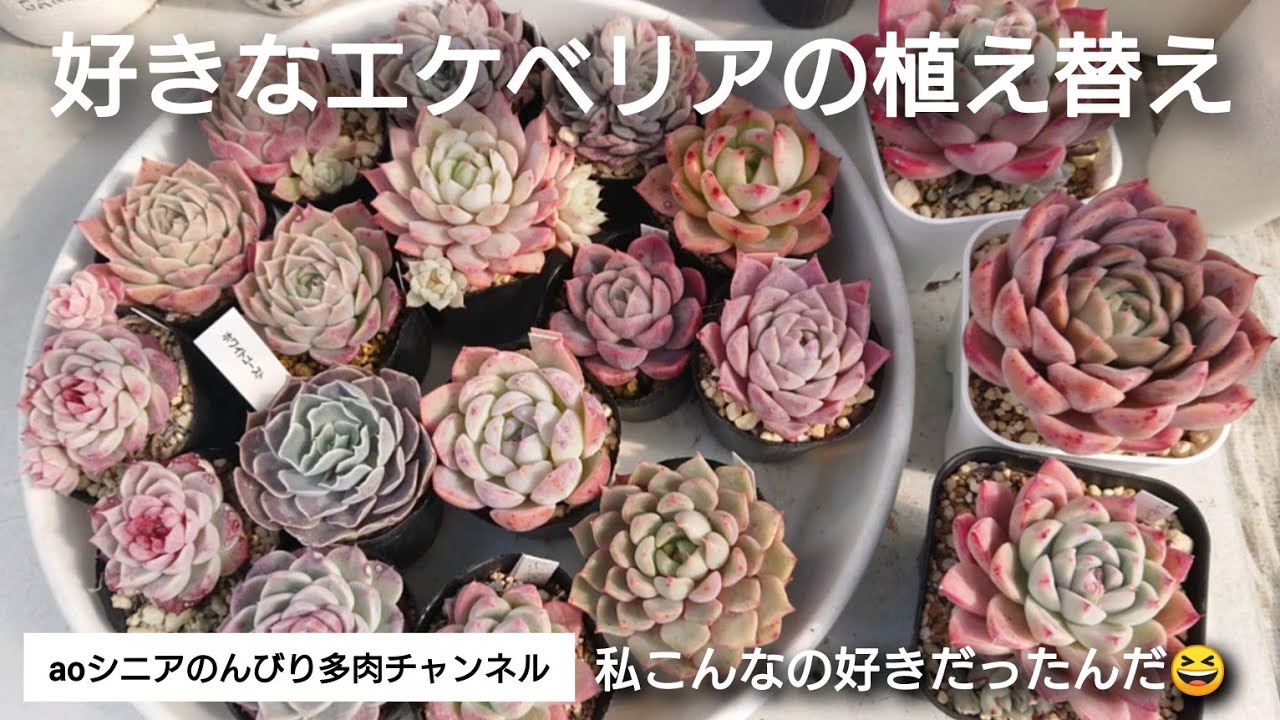 [383][多肉植物]植え替えが楽しい季節になりました♪😆2026年3月5日