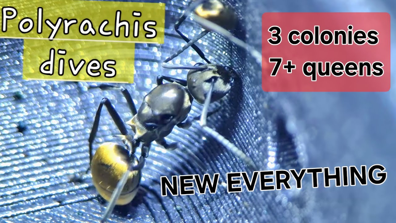 Polyrachis dives - NEW NEST - Triple update -
