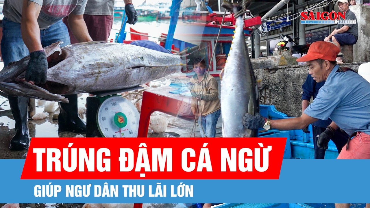 Ngư dân Khánh Hòa trúng đậm cá ngừ đại dương