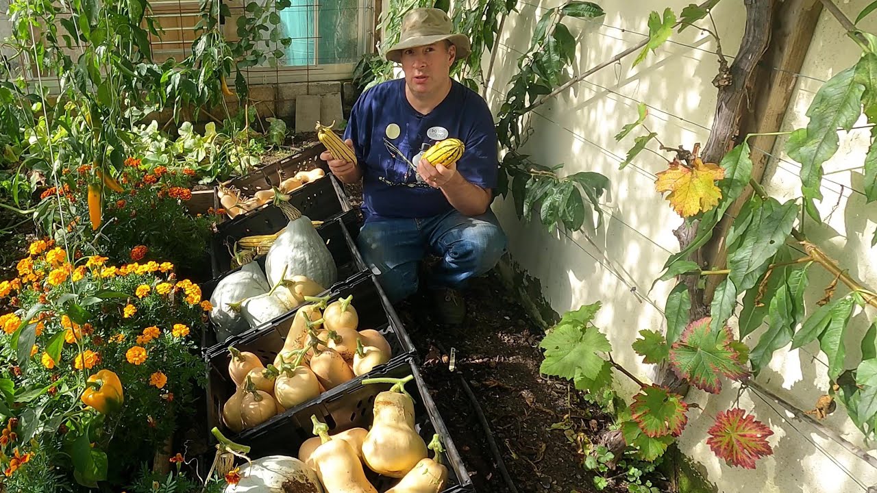 Squash harvest