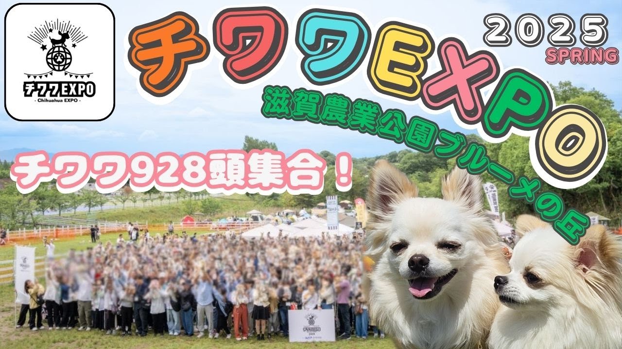 【チワワEXPO 2025 滋賀農業公園ブルーメの丘 SPRING🐶 】チワワの祭典が楽し過ぎました‼︎沢山の出会いに感謝‼︎