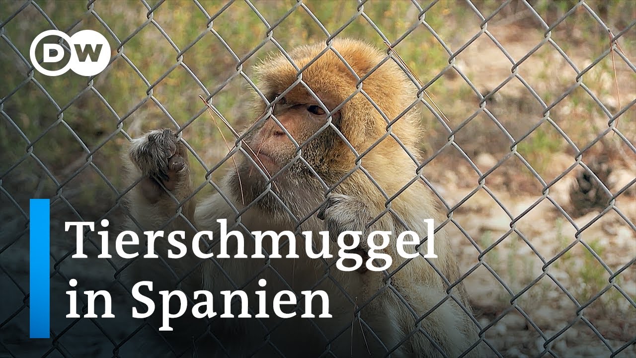 Spanien als Einfallstor f&uuml;r Tierschmuggel | Fokus Europa