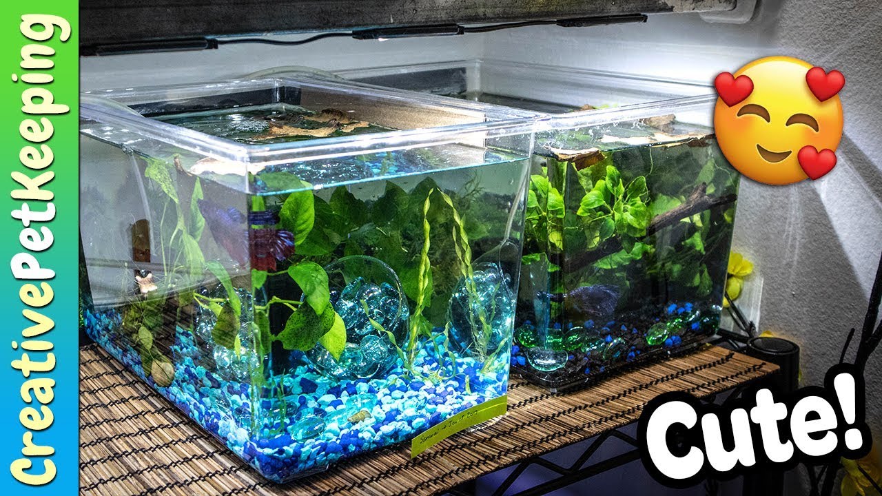 Betta Fish Retirement Tank | Fish Fan Friday Update
