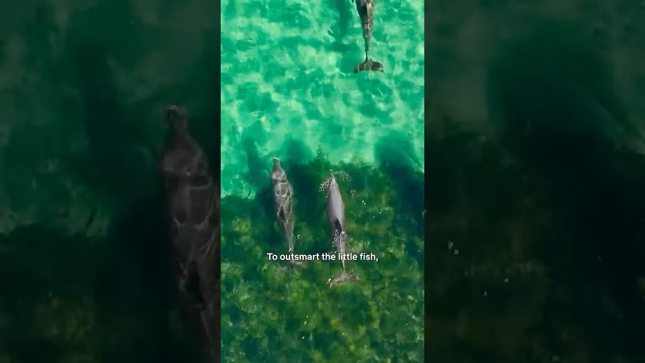 did you know bottlenose dolphins use shells to hunt fish? #ouroceans