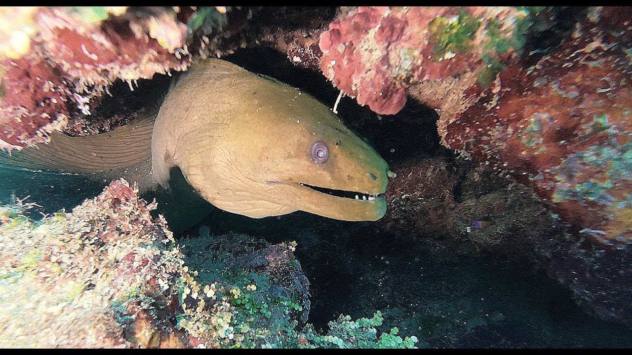 Roatan, June 24, 2025