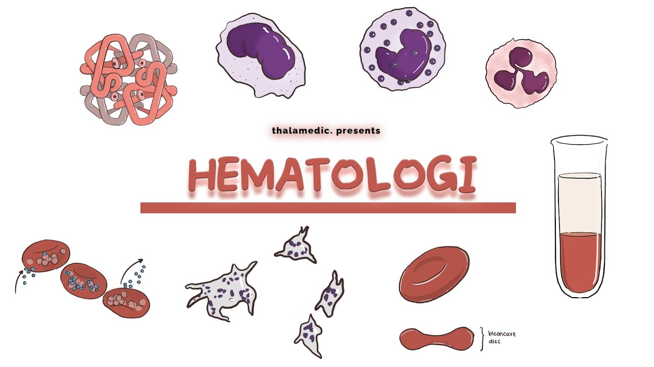 HEMATOLOGI || Yuk Kita Review Kembali Materi Darah dan Kawan-Kawannya 🤯✨️