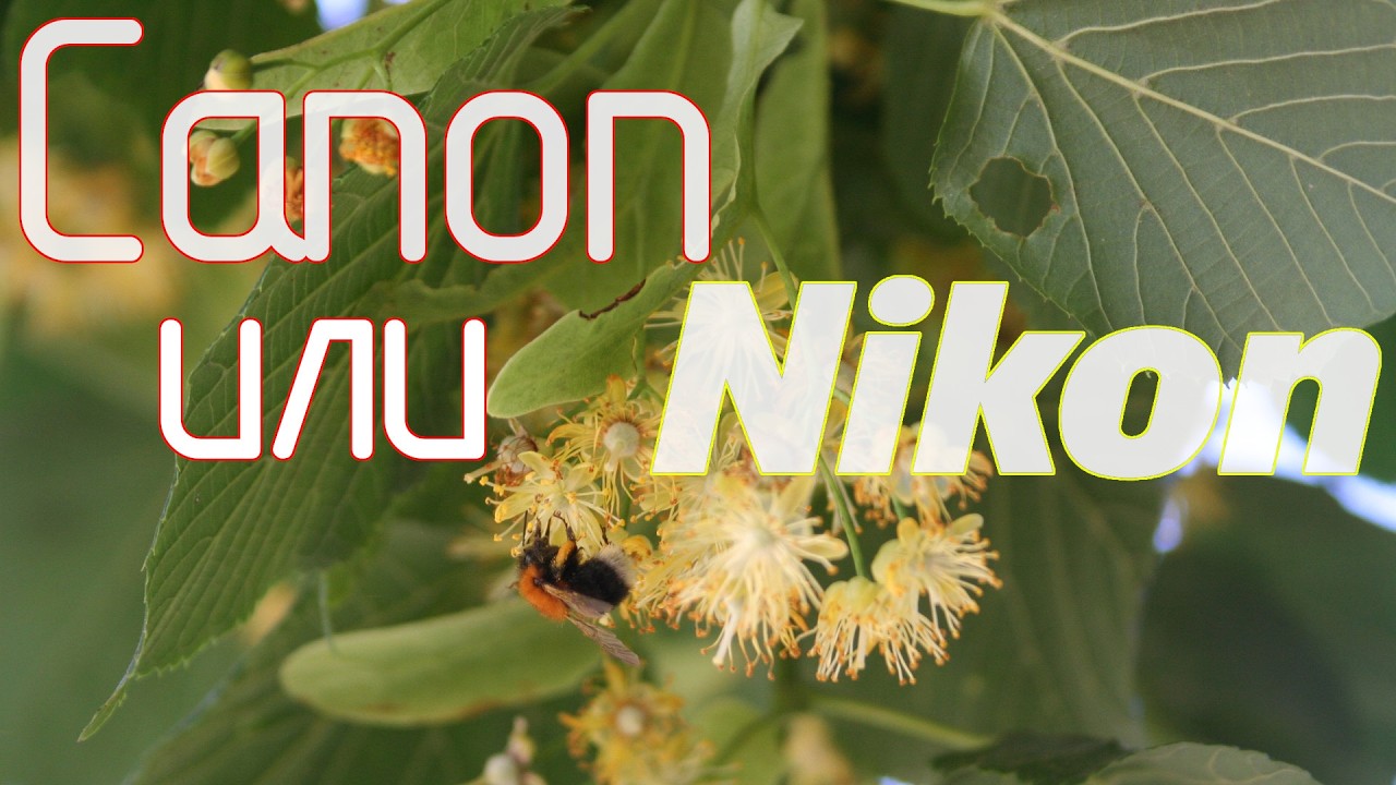 Canon или Nikon. Долгое обсуждение спустя более года съёмок на Nikon