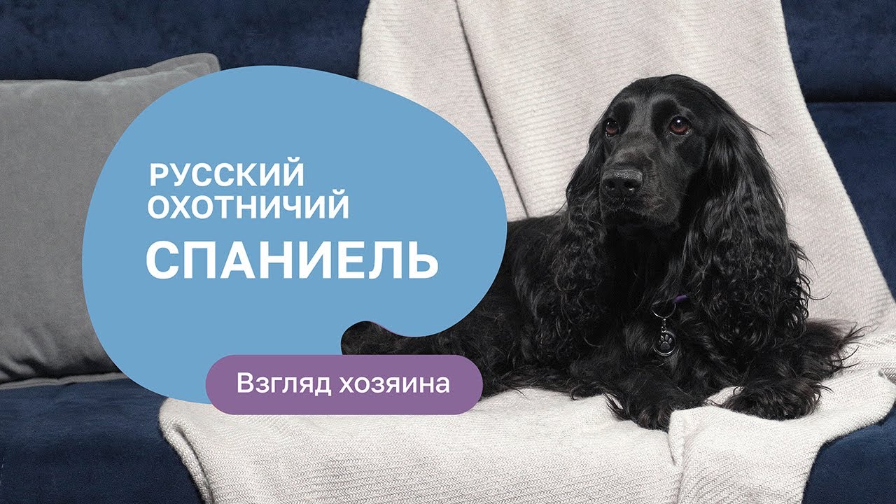 Русский охотничий спаниель: все о породе, плюсы и минусы — шоу «Ожидание/реальность