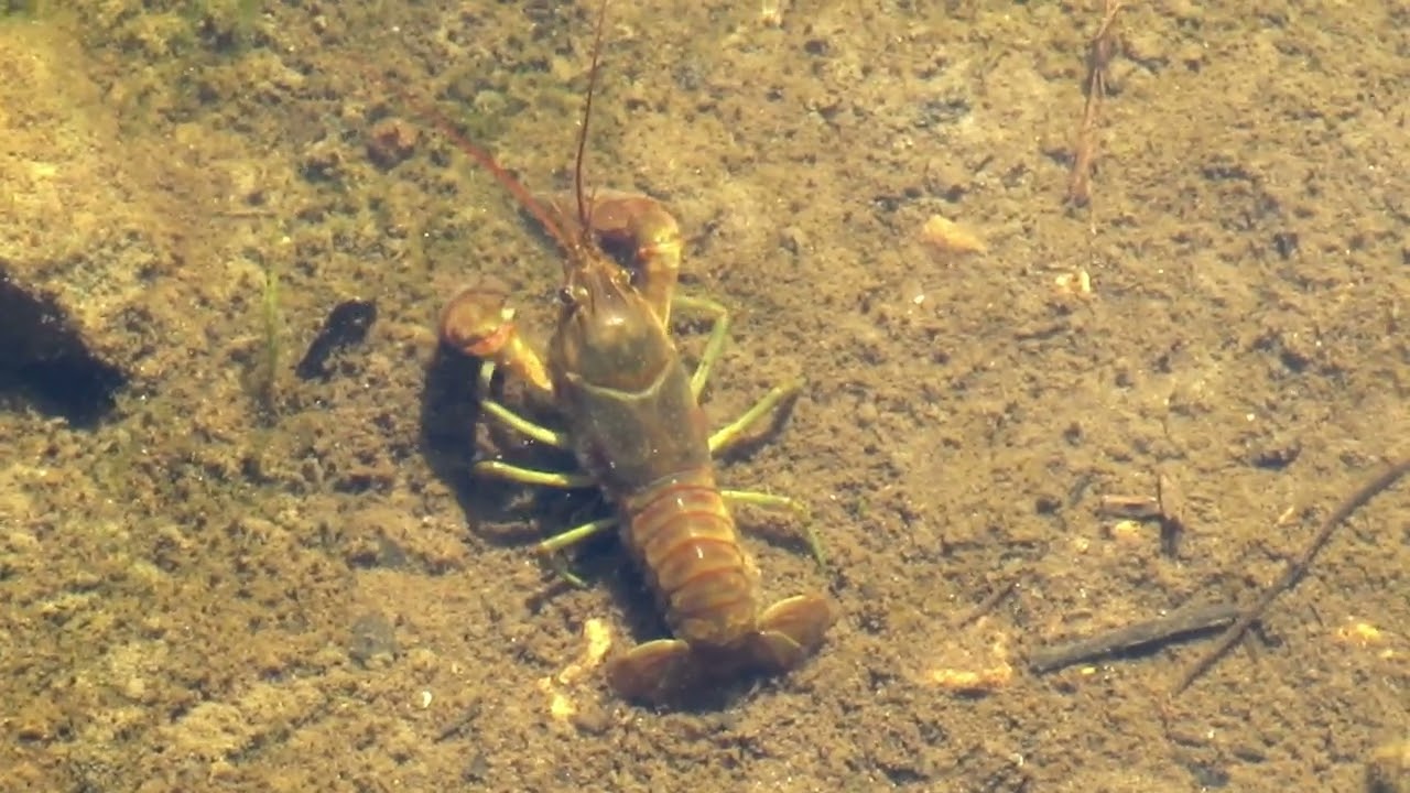 Crayfish Doing Its Thing in a Creek Bed #crayfish #natureinminnesota #elvispresleysong