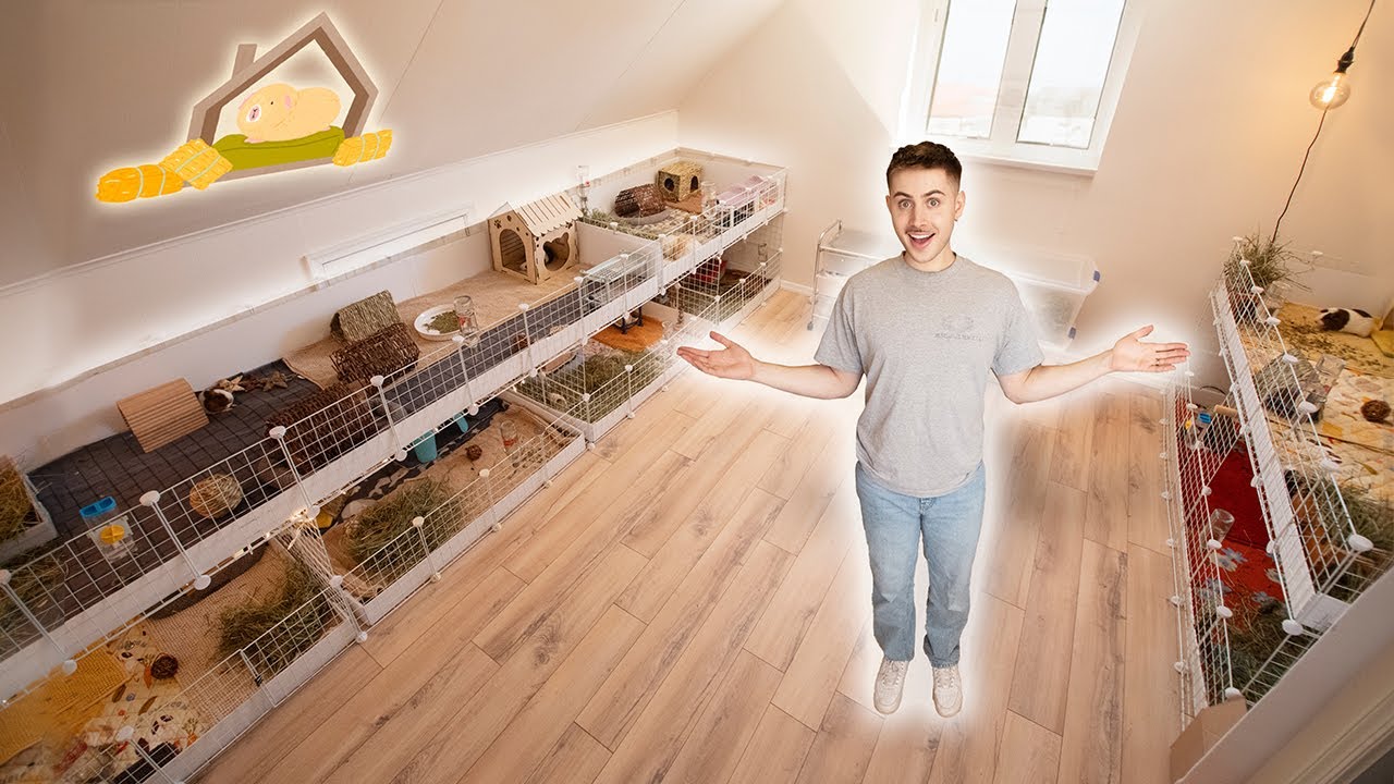 I spent $1000 on my DREAM guinea pig room 😱